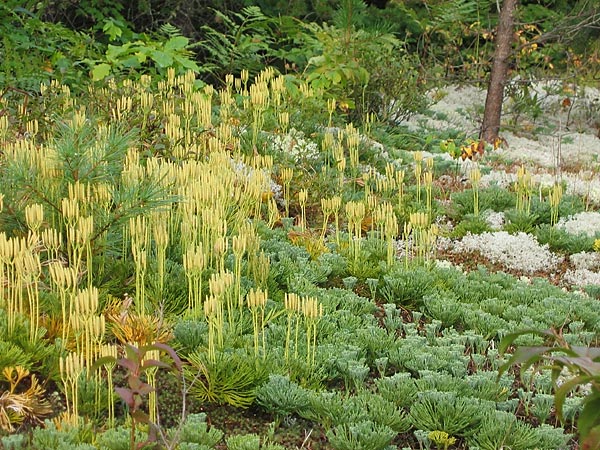 Lycopodium
