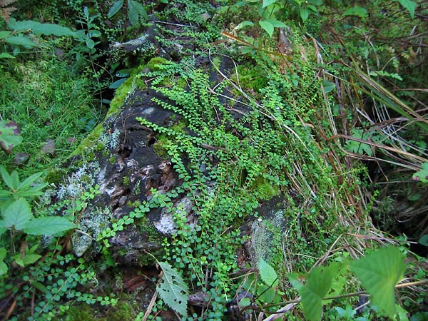 Forest Floor