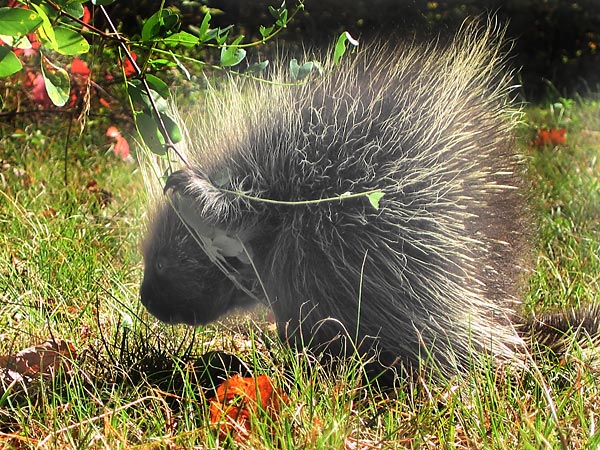 Porcupine