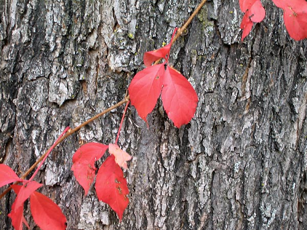 Virginia Creeper