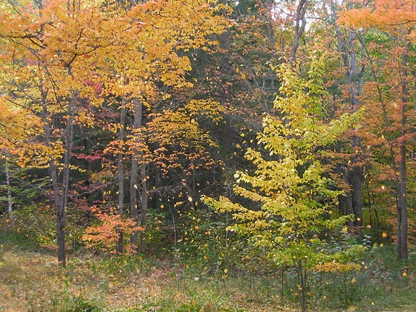 Falling Leaves