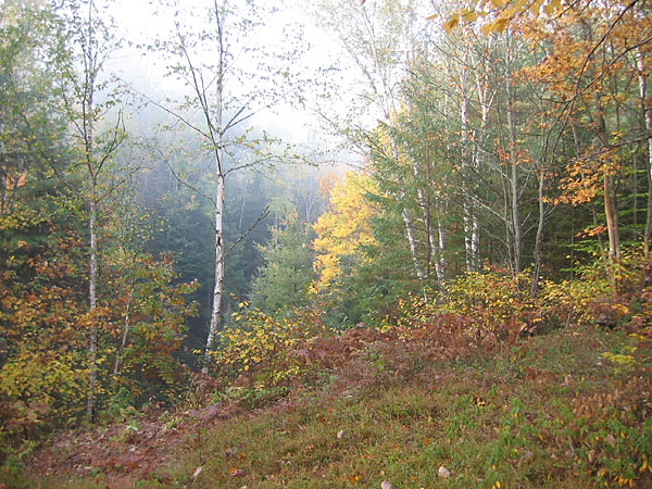 McConnell Creek Ravine