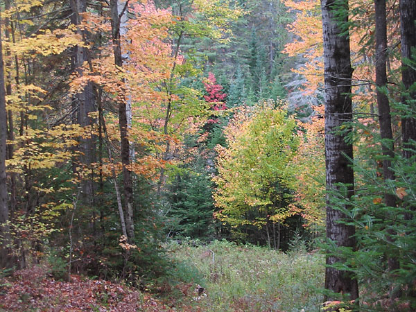 along the Silver Bullet Ski Trail