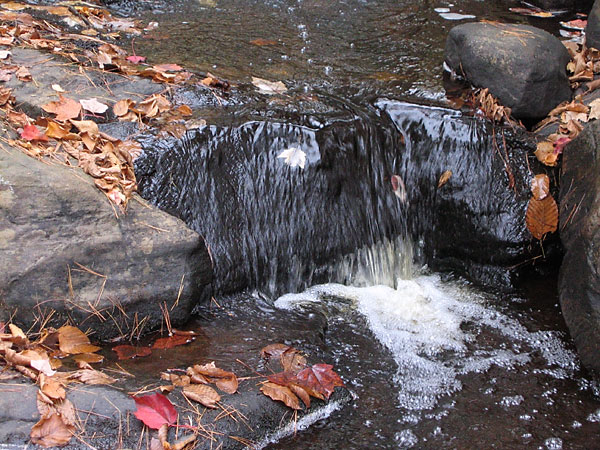 Fallen Leaves in Kennedy Creek