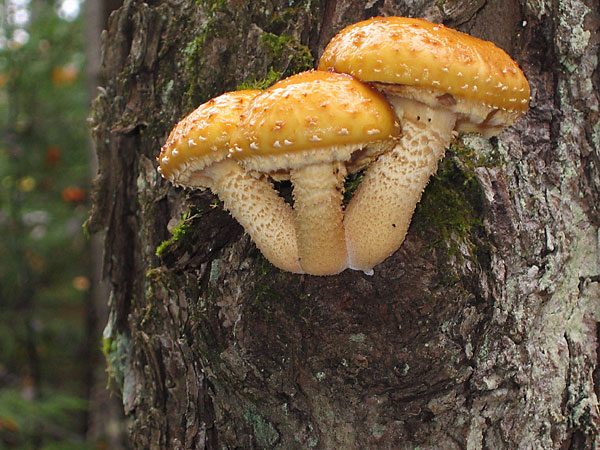 3 mushrooms growing on a tree