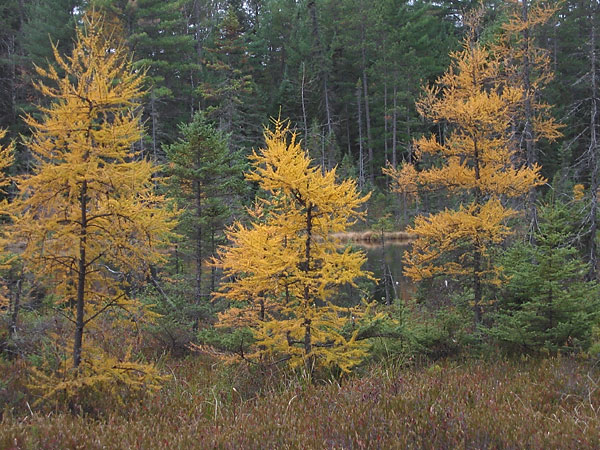 Tamaracks at Maunsell Lake in the Petawawa Research Forest