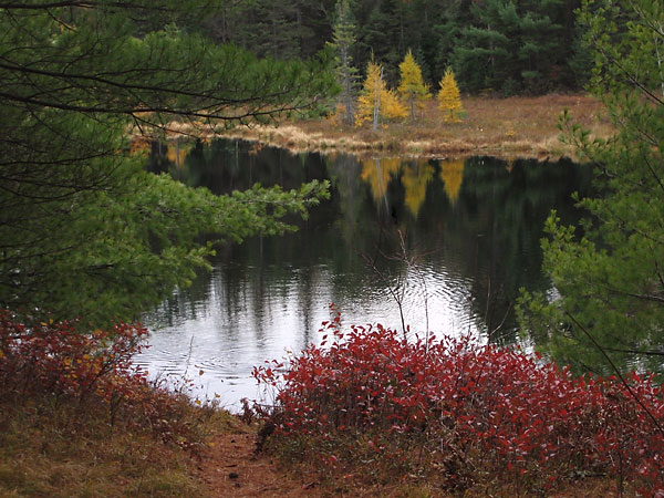 More late season fall colours at Maunsell Lake