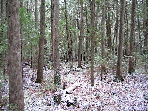 Cedar Grove