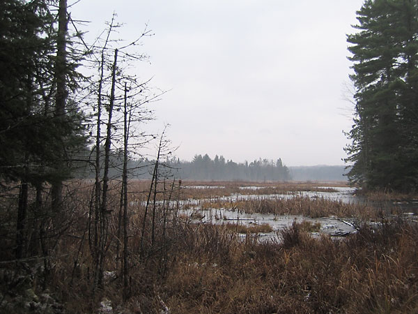frozen beaver pond with mist