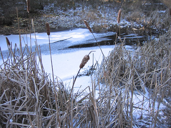 bulrushes in frozen creek