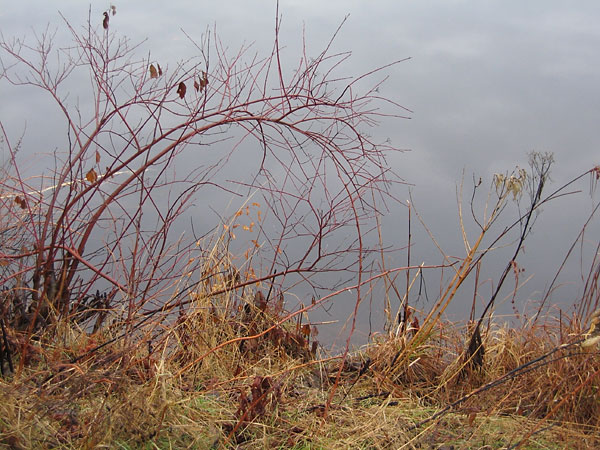 Along the banks of the Chalk River
