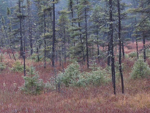 A beaver meadow in the Petawawa Research Forest