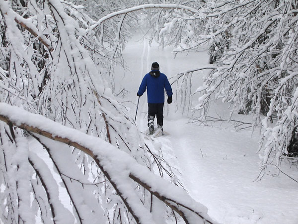 Snowshoeing in the Petawawa Research Forest