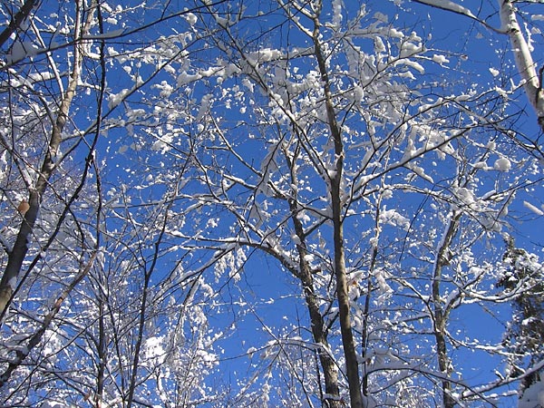 The forest canopy before the thaw