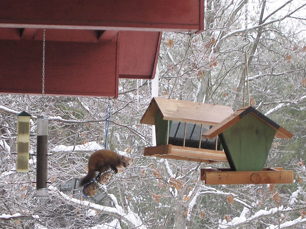 American Marten  Martes americana  on bird feeder