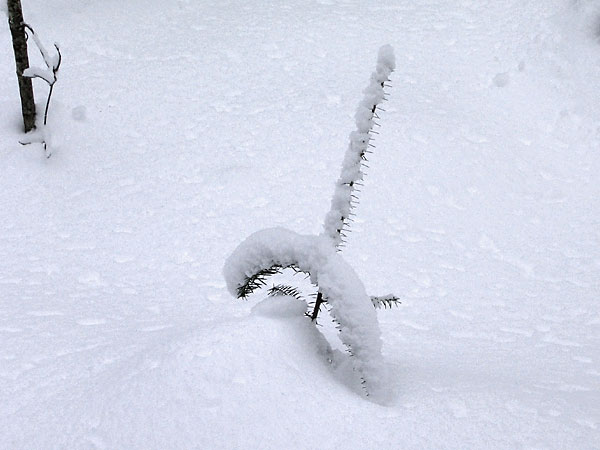 Young balsam fir in snow