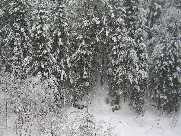 McConnell Creek Ravine in Laurention Hills