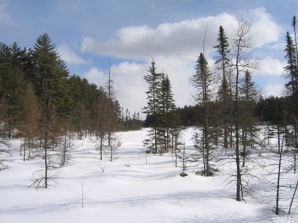 Shoreline of Maunsell Lake in the Petawawa Research Forest
