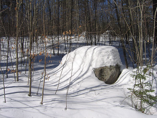 Glacial erratic in the Petawawa Research Forest
