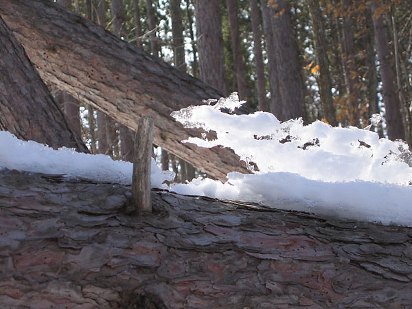 in the Petawawa Research Forest