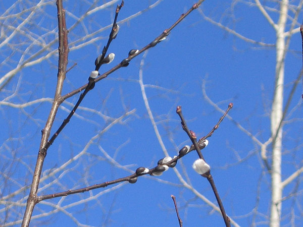 pussy willows