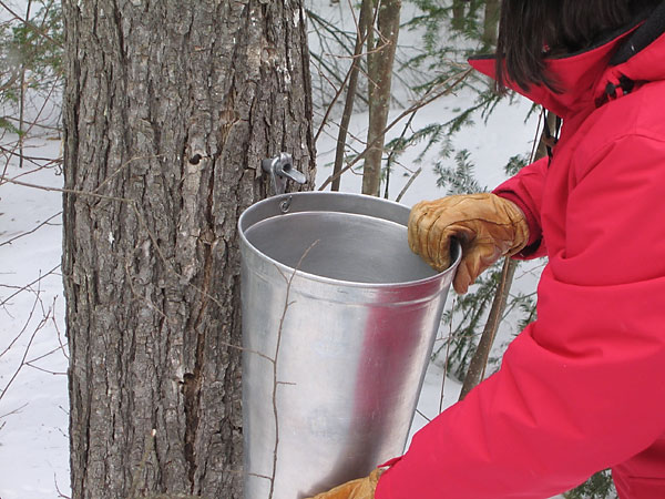 sap bucket
