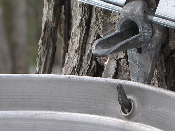 maple sap drop