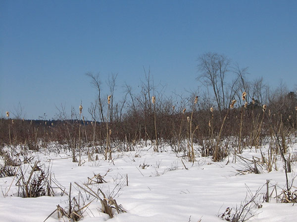 cattails