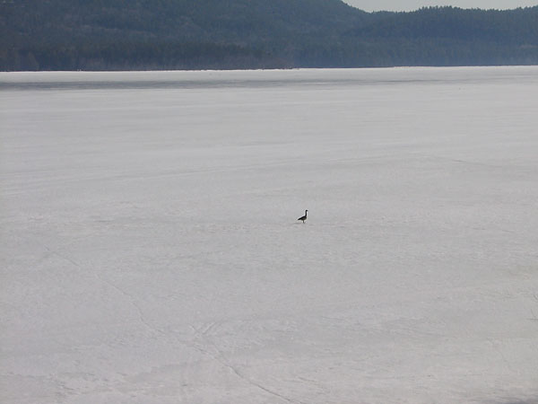 Canada Goose on Ottawa River