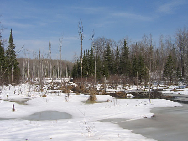 Beaver Swamp