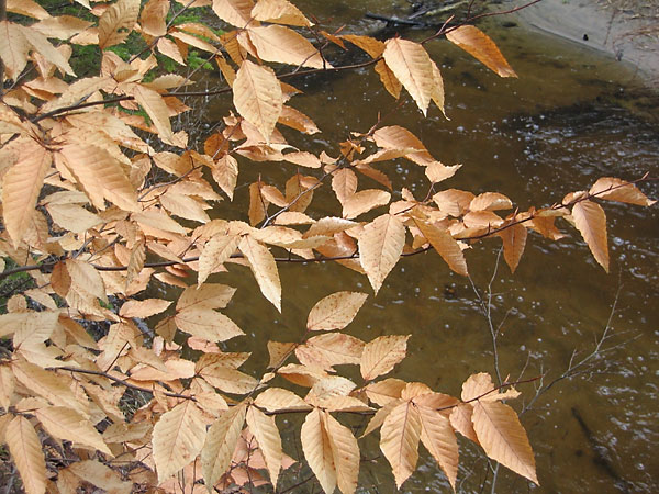 Young Beech Leaves along McConnell Creek