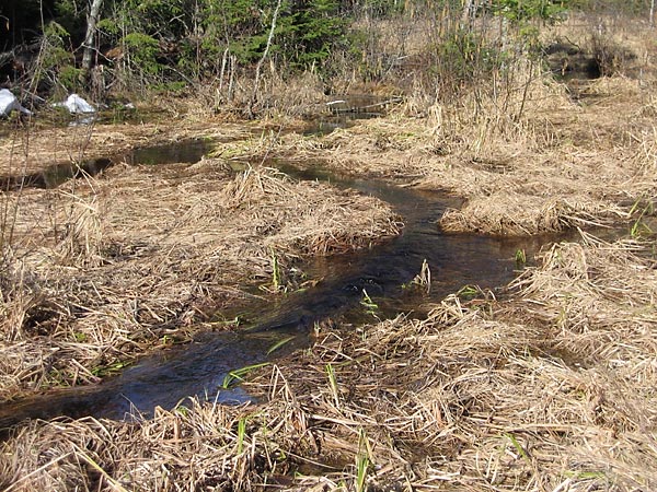 Maunsell Creek in the Petawawa Research Forest