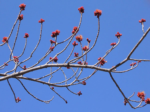 Red Maple Flowers