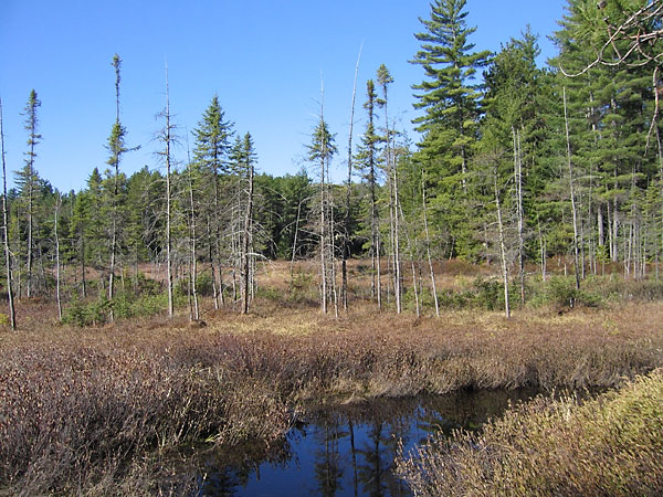 Wetland in Petawawa Research Forest
