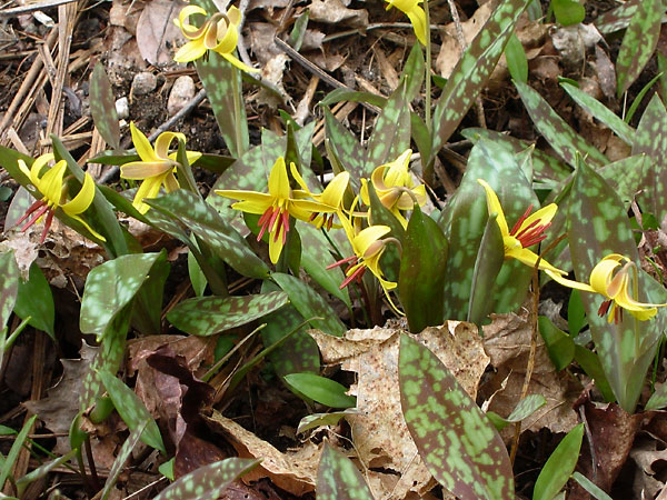 Erythronium americanum Yellow Troutlily