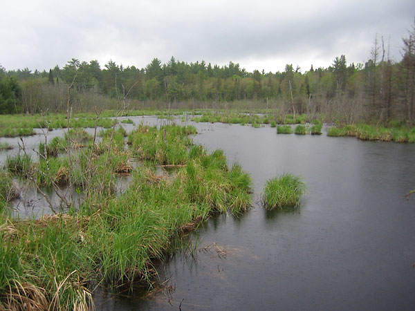 Kennedy Creek in Deep River