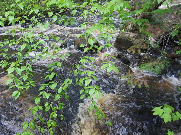 Kennedy Creek in Deep River
