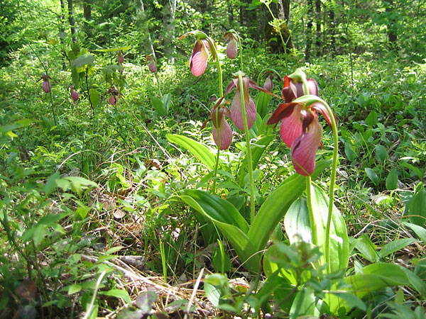 Cypripedium acaule  Pink Ladysslipper