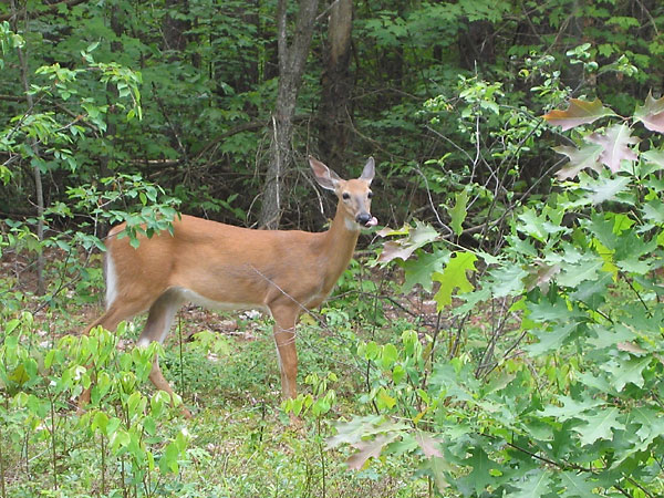 white tailed deer