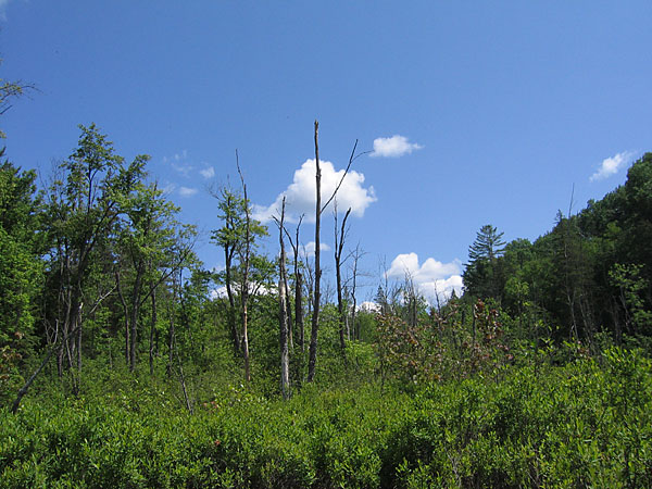 Wetland on Conner Bay on Cartier Lake in Petawawa Research Forest