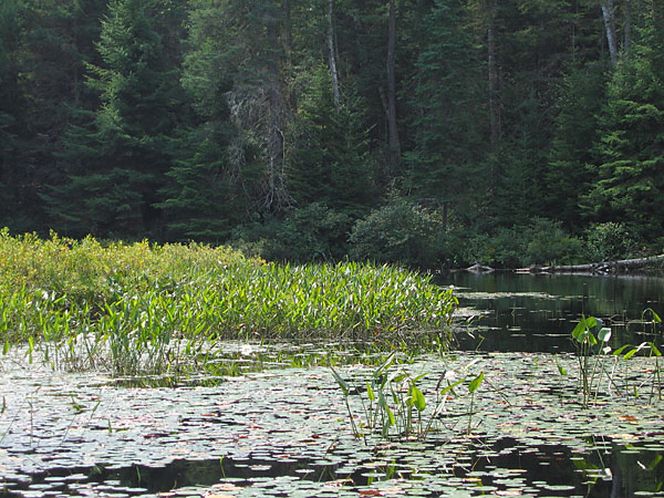 Cartier Creek in the Petawawa Research Forest