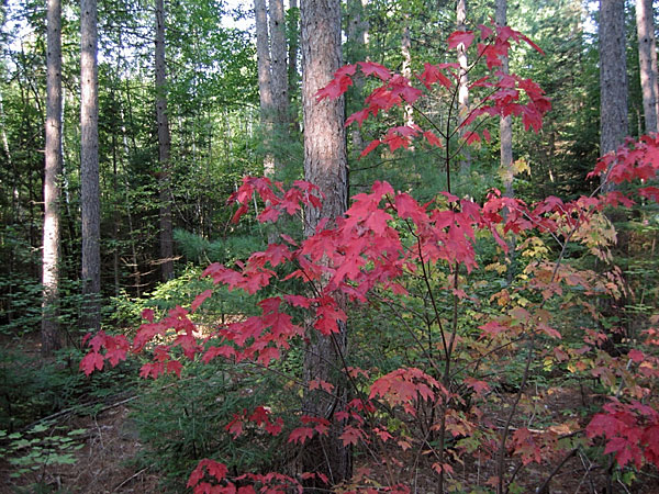Fall colours in the Petawawa Research Forest