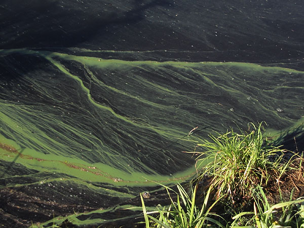 Pollen on the surface of Thomas Lake in the Petawawa Research Forest
