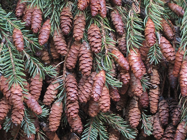 Spruce Cones