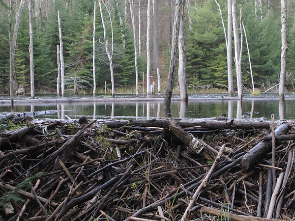 beaver dam in the Petawawa Research Forest