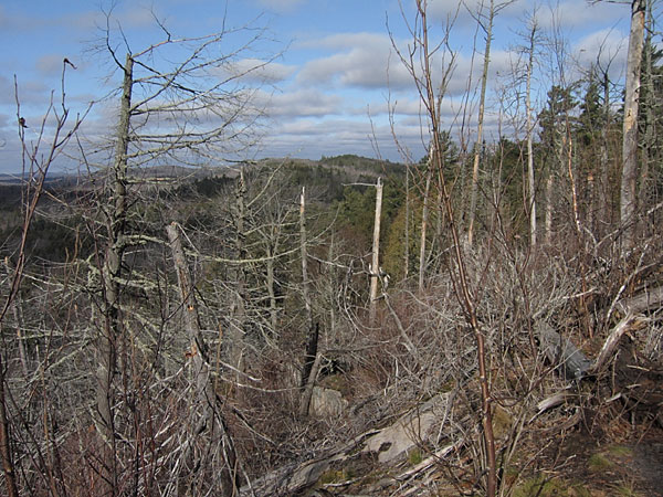 along the Booths Rock Trail in Algonquin Park