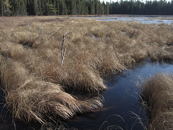 along the Bat Lake Trail in Algonquin Park