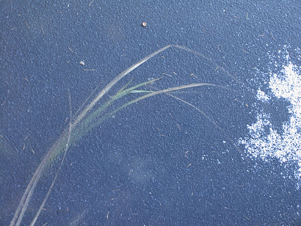 Frozen