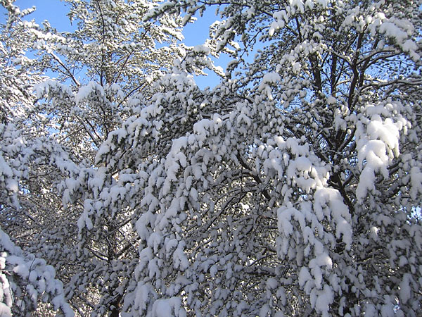 Jack Pines in Snow
