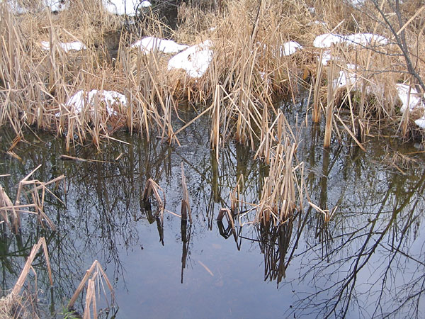 cattails